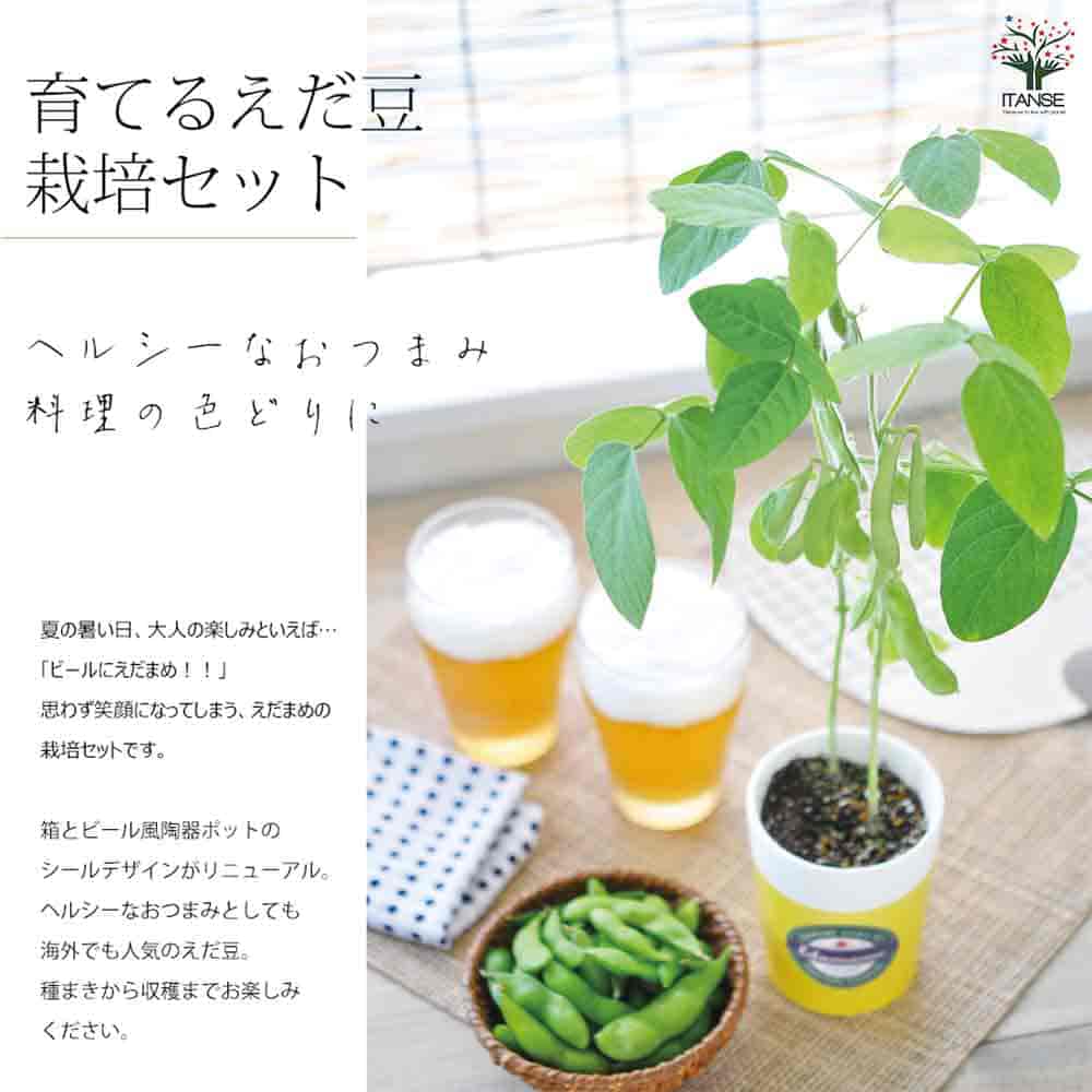 栽培セット 育てるえだ豆 【1個売り】｜ 【植物のITANSE】全品