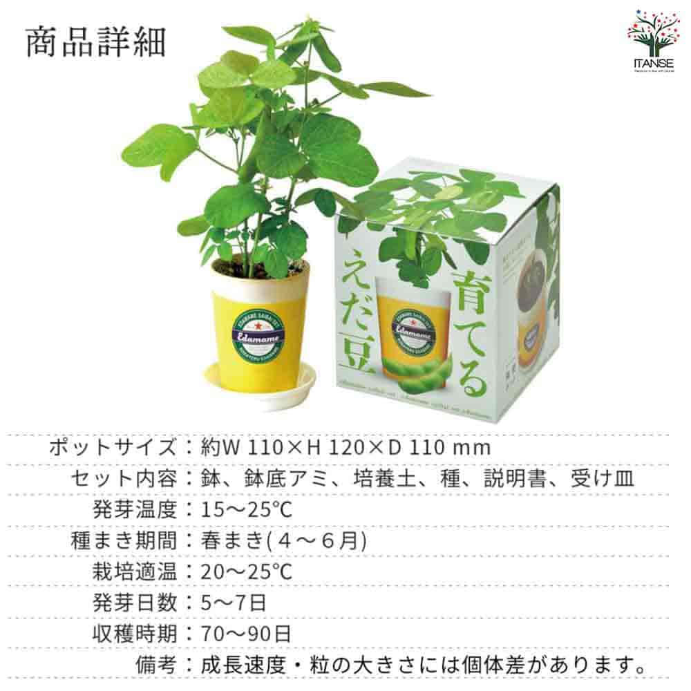 栽培セット 育てるえだ豆 【1個売り】｜ 【植物のITANSE】全品