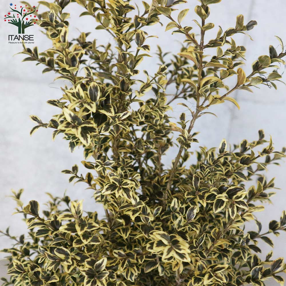 斑入西洋ツゲ・エレガンテシマ【庭木 7号ポット大苗／1個売り