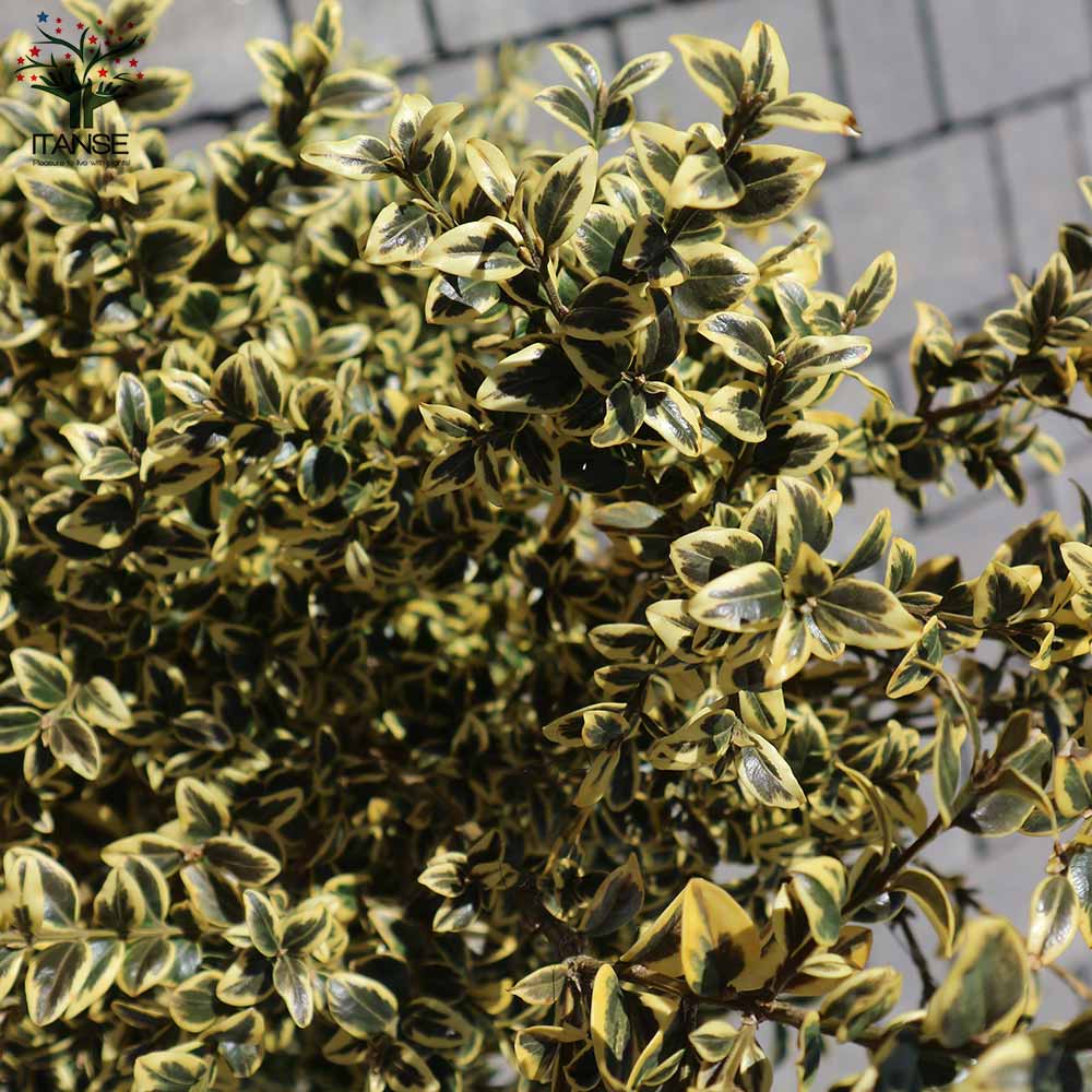 斑入西洋ツゲ・エレガンテシマ【庭木 7号ポット大苗／1個売り