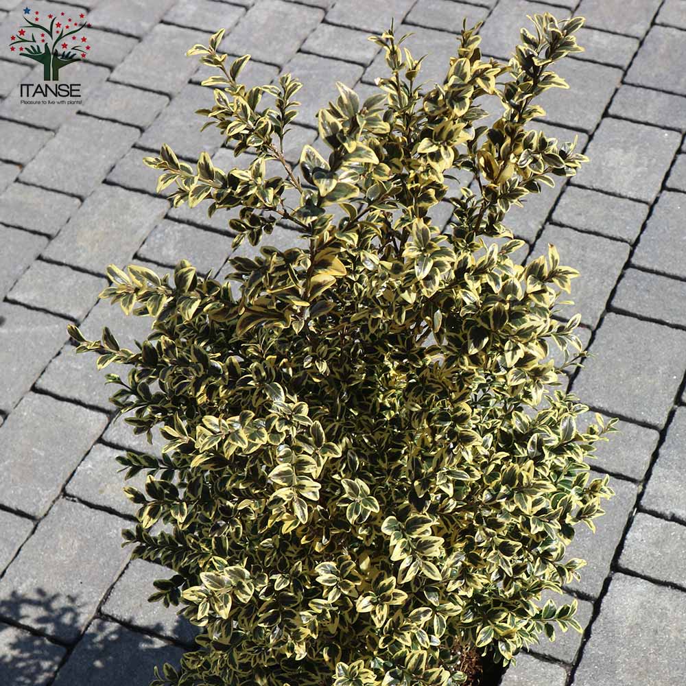 斑入西洋ツゲ・エレガンテシマ【庭木 7号ポット大苗／1個売り