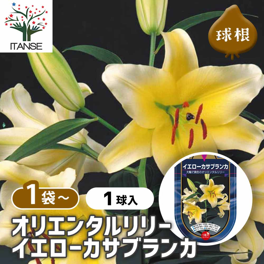 花球根 オリエンタルリリー イエローカサブランカ 【花球根 1球】