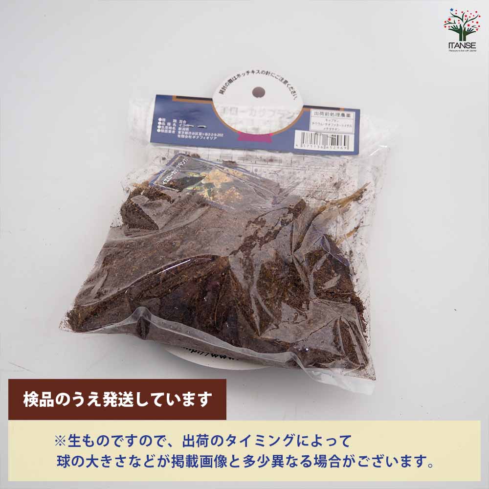 花球根 オリエンタルリリー イエローカサブランカ 【花球根 1球】