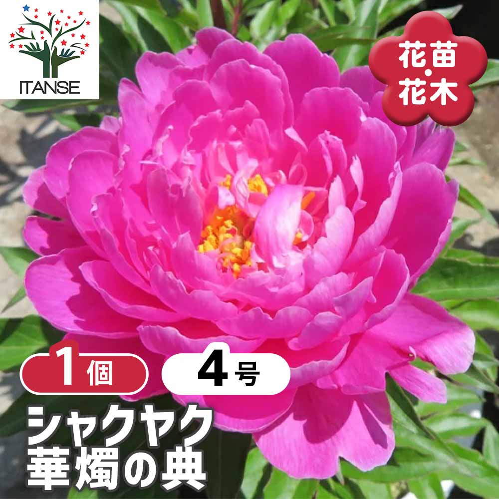 シャクヤク 華燭の典(かしょくのてん) 【花木苗 4号／1個売り