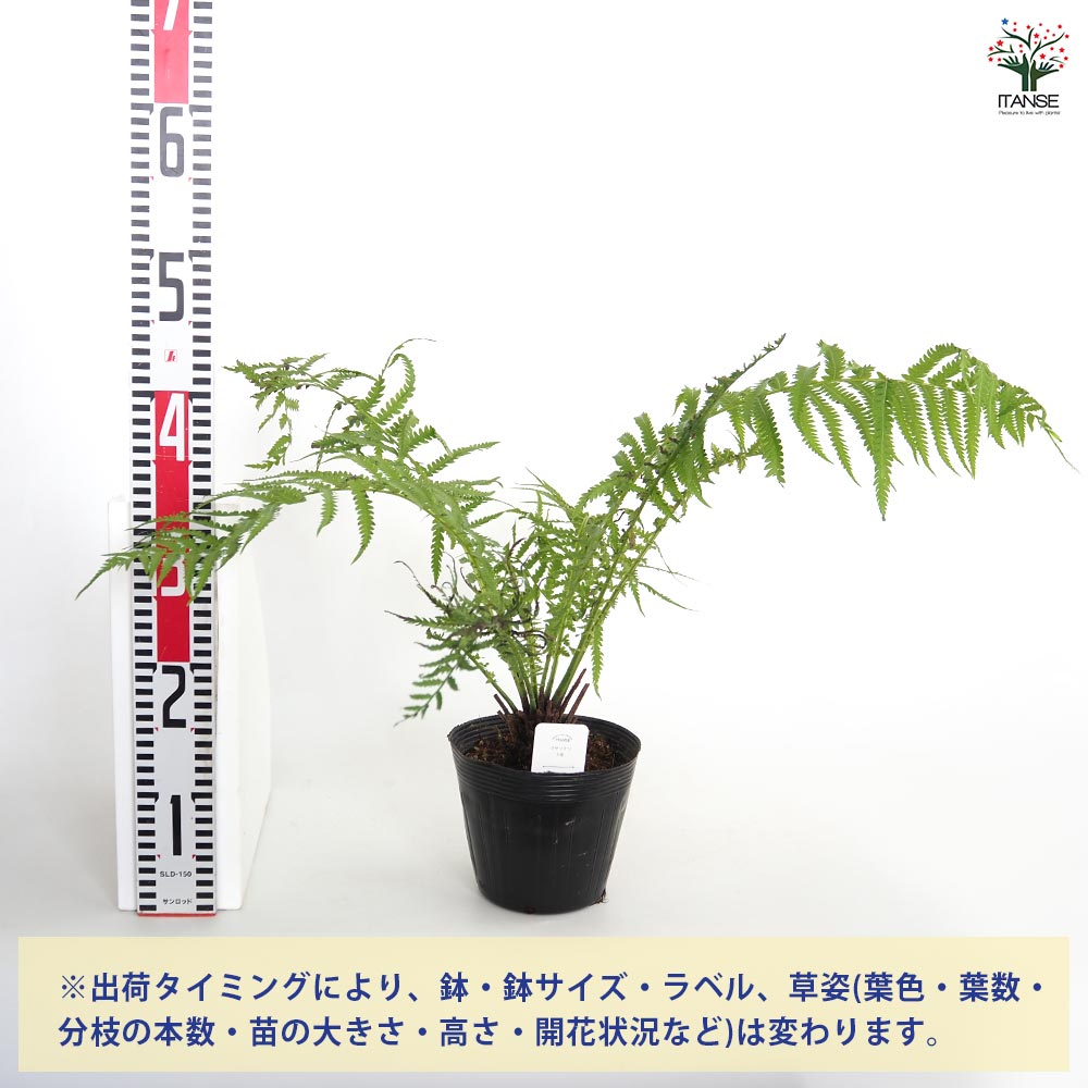クサソテツ (コゴミ) 【観葉植物 6号ポット苗 (山菜)/1個売り】