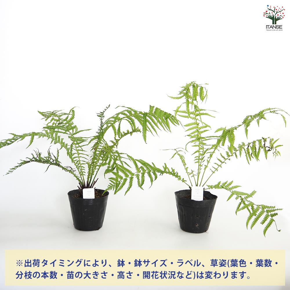 クサソテツ (コゴミ) 【観葉植物 6号ポット苗 (山菜)/1個売り】