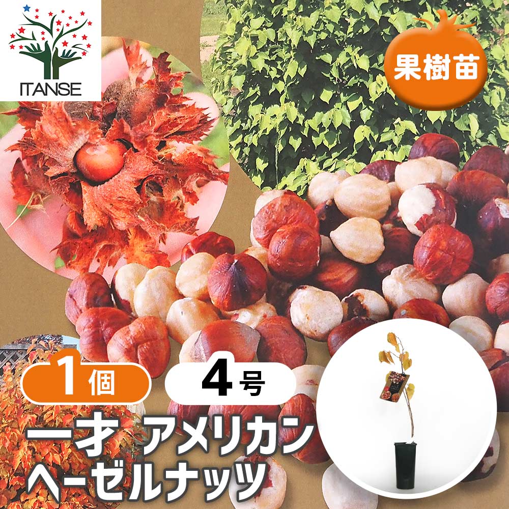 ヘーゼルナッツの苗木 一才アメリカン 【果樹の苗木 4号／1個売り