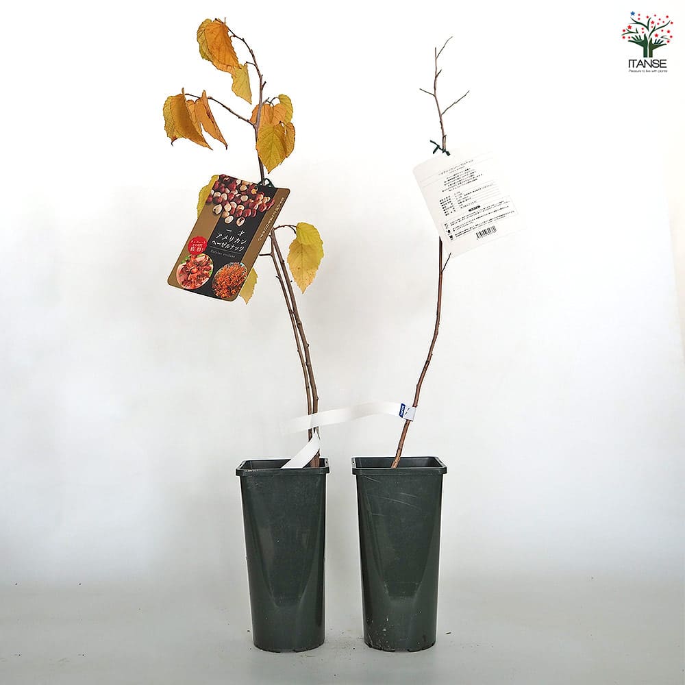 のん38様】ヘーゼルナッツ2種 穂木 ヘーゼルナッツ苗 2種類 2苗セット