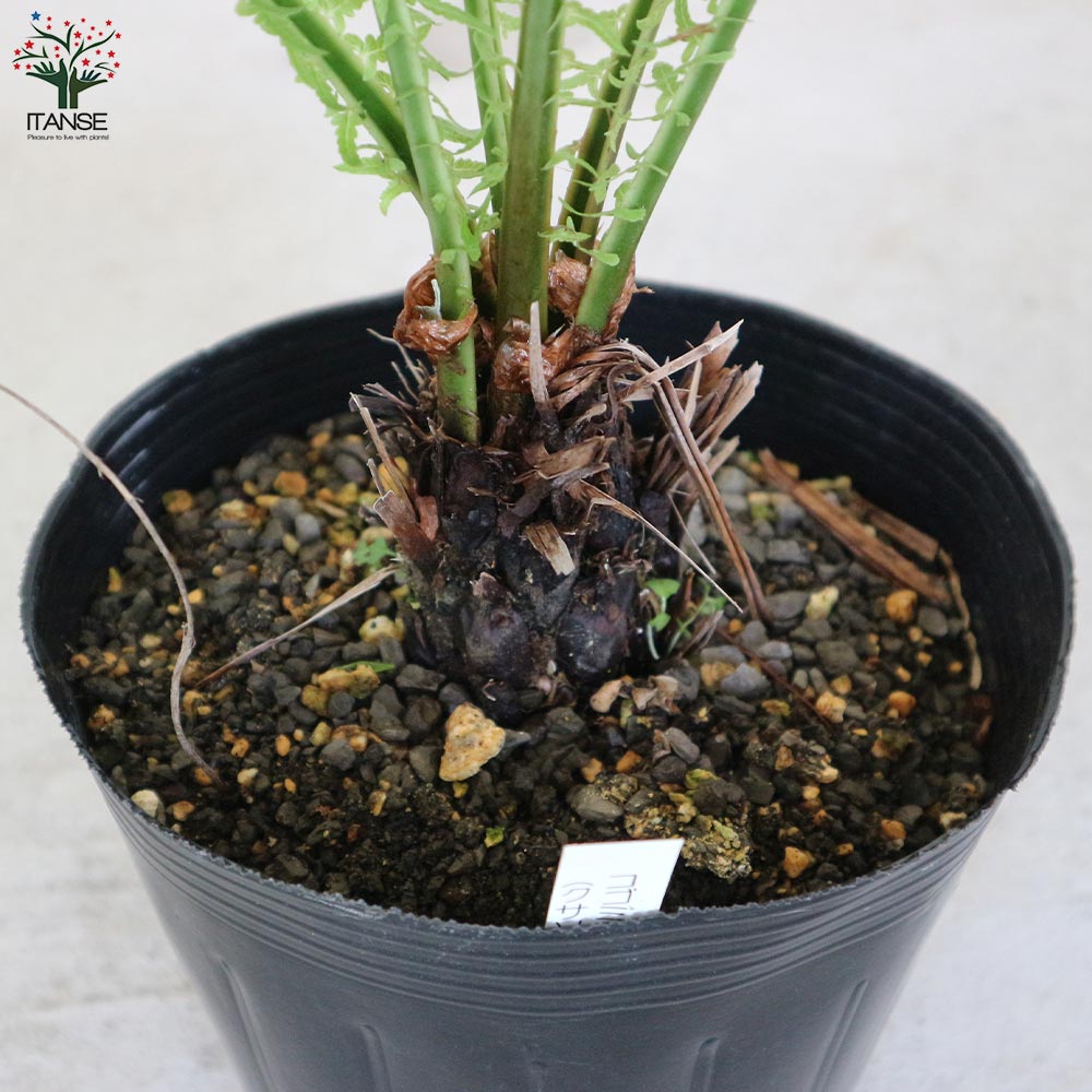 クサソテツ (コゴミ) 【観葉植物 6号ポット苗 (山菜)/1個売り】