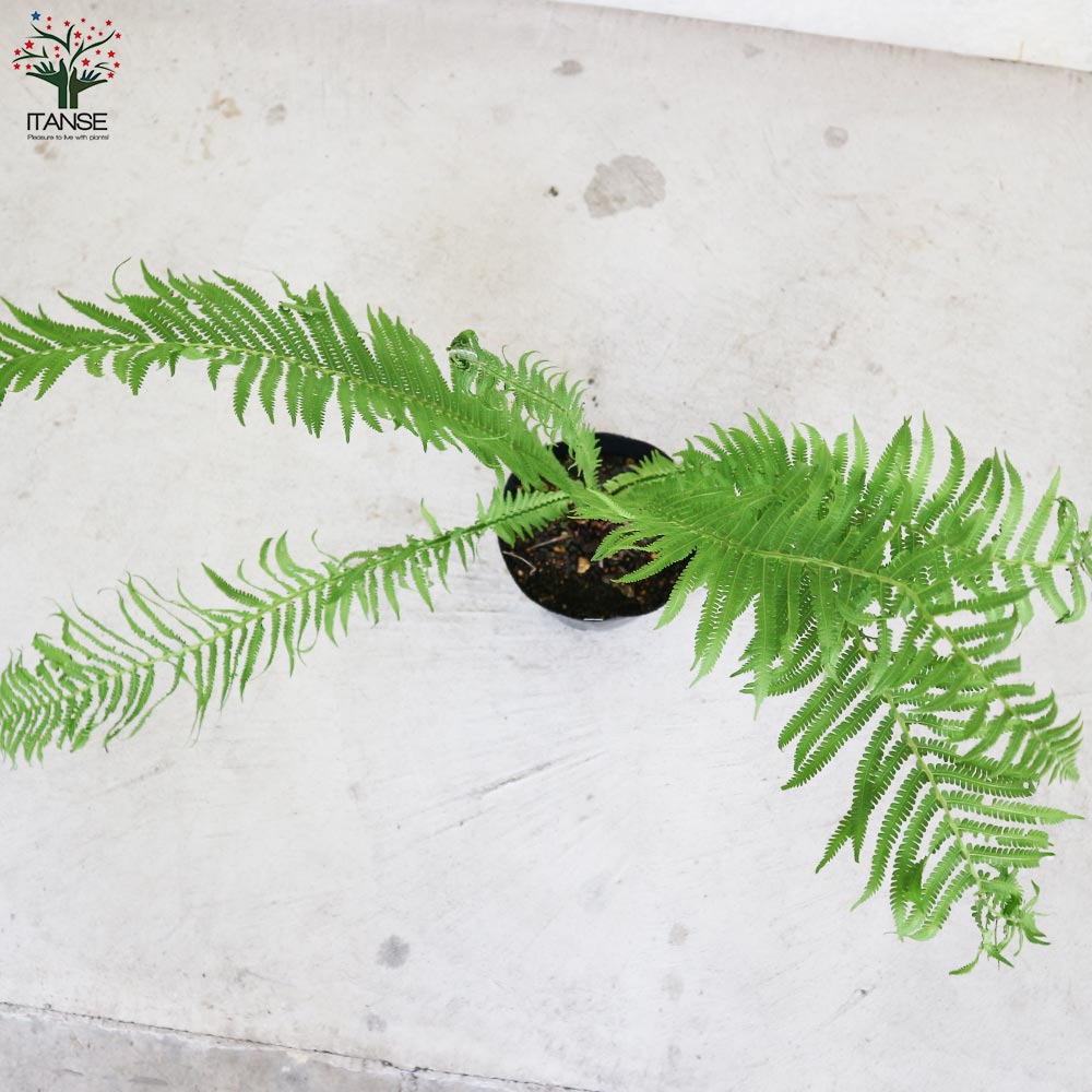 クサソテツ (コゴミ) 【観葉植物 6号ポット苗 (山菜)/1個売り】