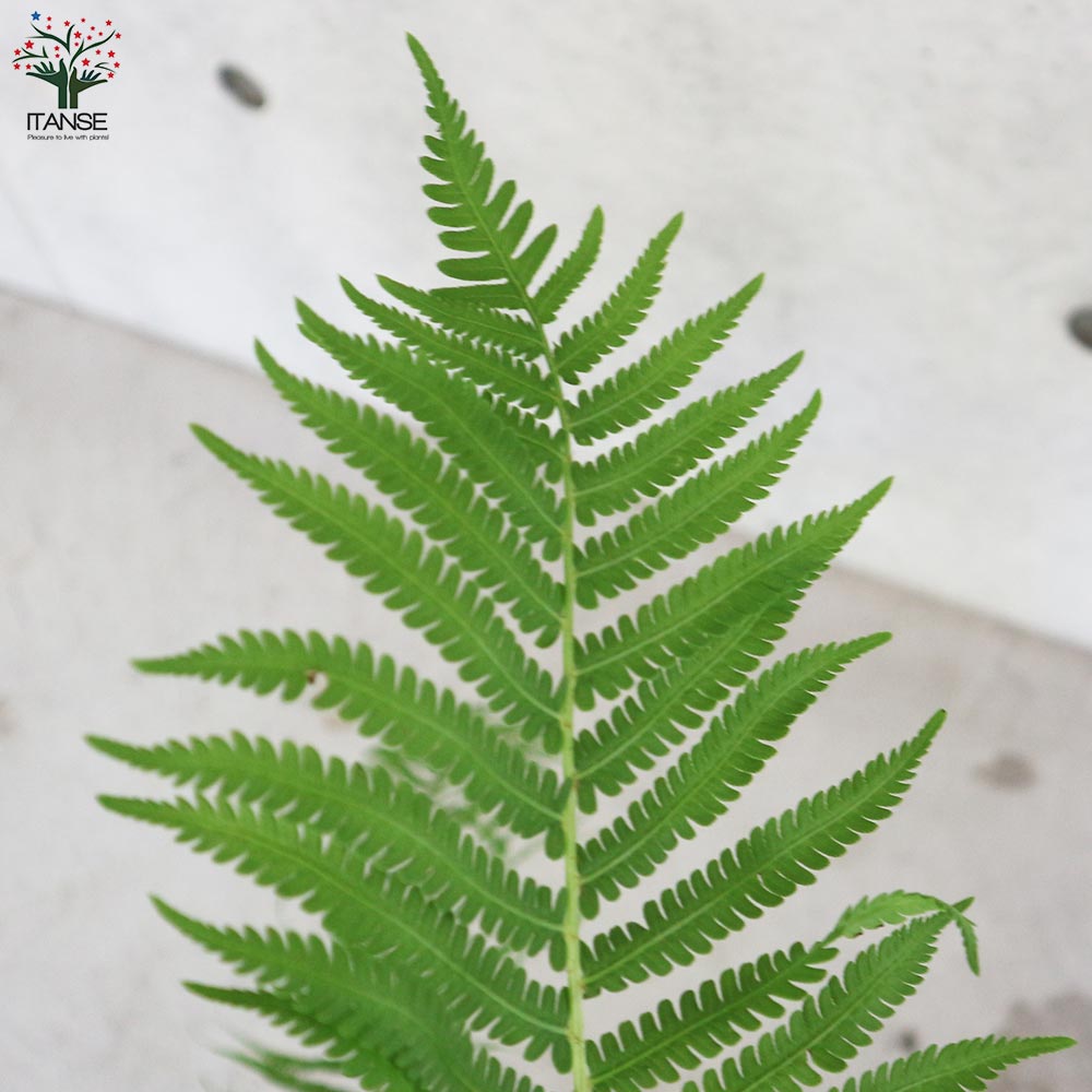 クサソテツ (コゴミ) 【観葉植物 6号ポット苗 (山菜)/1個売り】