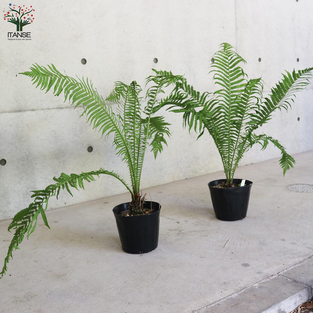 クサソテツ (コゴミ) 【観葉植物 6号ポット苗 (山菜)/1個売り】