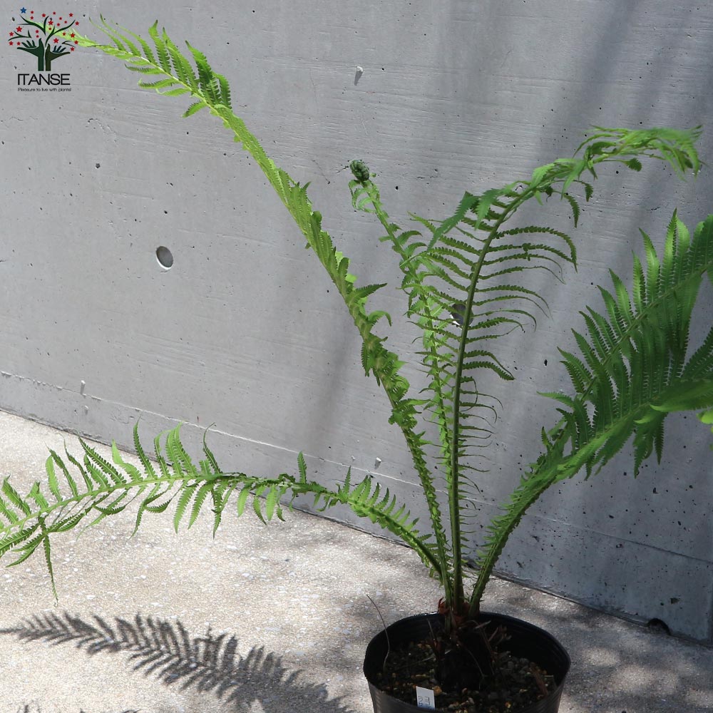 クサソテツ (コゴミ) 【観葉植物 6号ポット苗 (山菜)/1個売り】