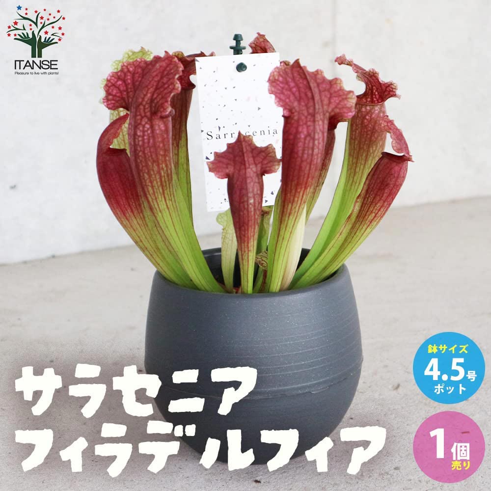 サラセニア・フィラデルフィア【観葉植物 4.5号鉢 食虫植物/1個売り】