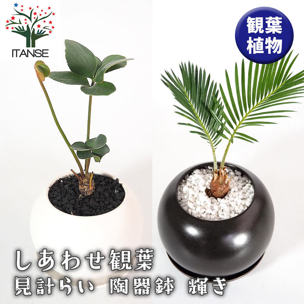 しあわせ観葉見計らい 陶器鉢「輝き」 【観葉植物 】｜ 【植物の