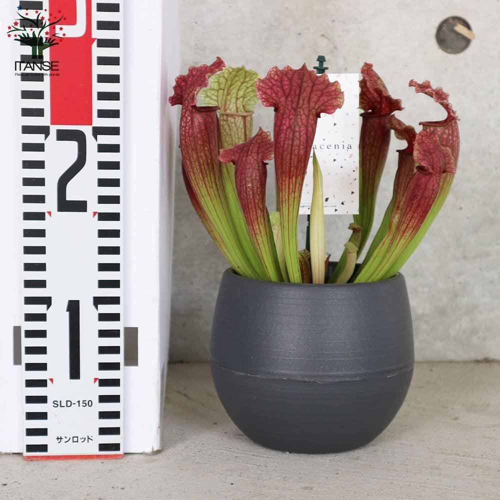 サラセニア・フィラデルフィア【観葉植物 4.5号鉢 食虫植物/1個売り】