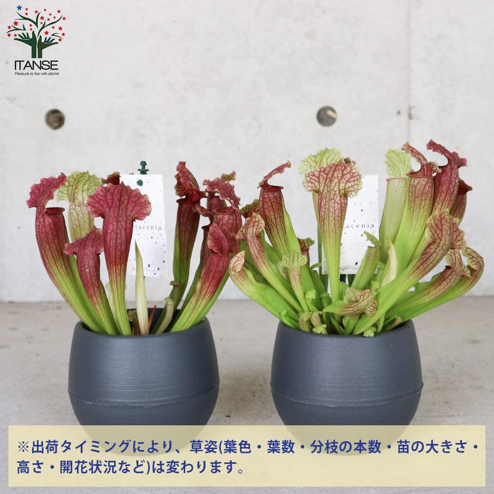 サラセニア・フィラデルフィア【観葉植物 4.5号鉢 食虫植物/1個売り】