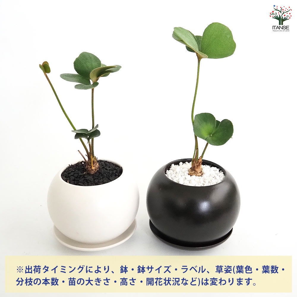 しあわせ観葉見計らい 陶器鉢「輝き」 【観葉植物 】｜ 【植物の