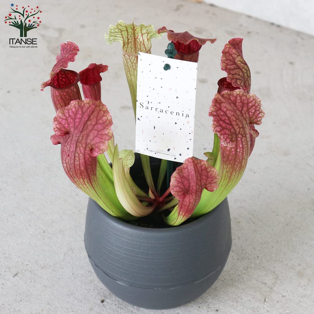 サラセニア・フィラデルフィア【観葉植物 4.5号鉢 食虫植物/1個売り】