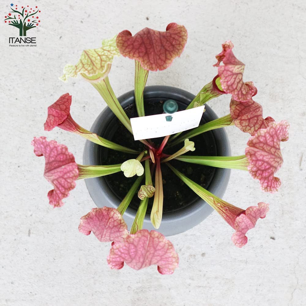 サラセニア・フィラデルフィア【観葉植物 4.5号鉢 食虫植物/1個売り】