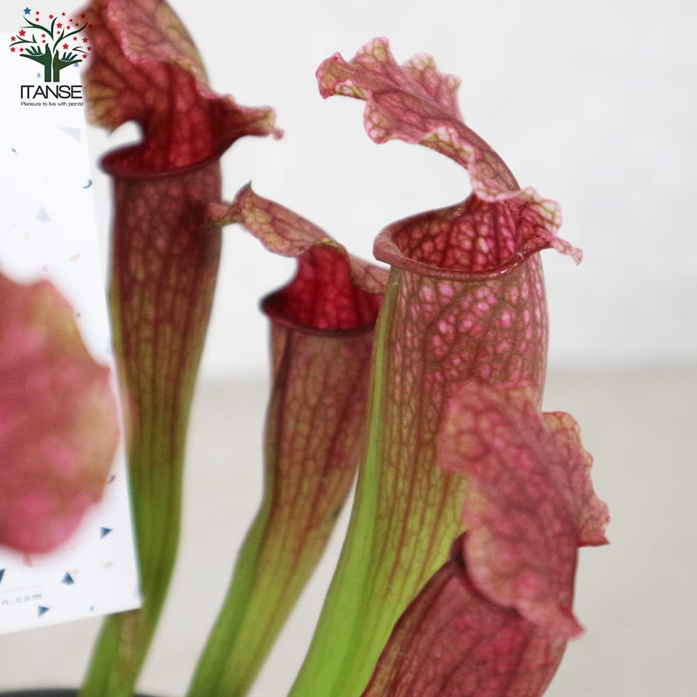 サラセニア・フィラデルフィア【観葉植物 4.5号鉢 食虫植物/1個売り】
