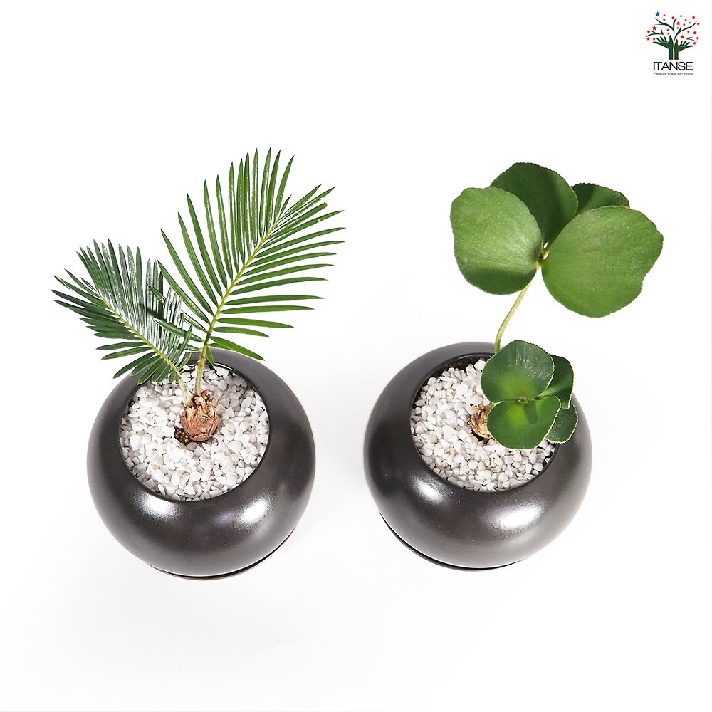 しあわせ観葉見計らい 陶器鉢「輝き」 【観葉植物 】｜ 【植物の