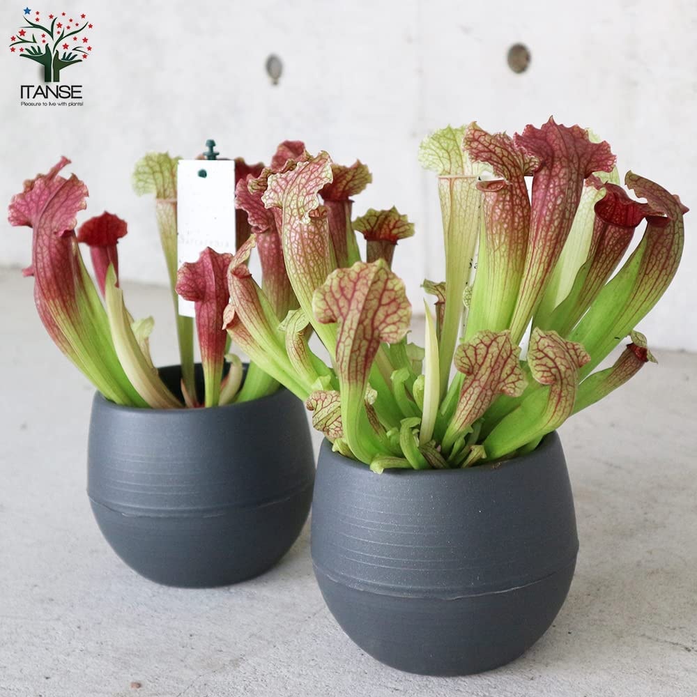 サラセニア・フィラデルフィア【観葉植物 4.5号鉢 食虫植物／1個売り