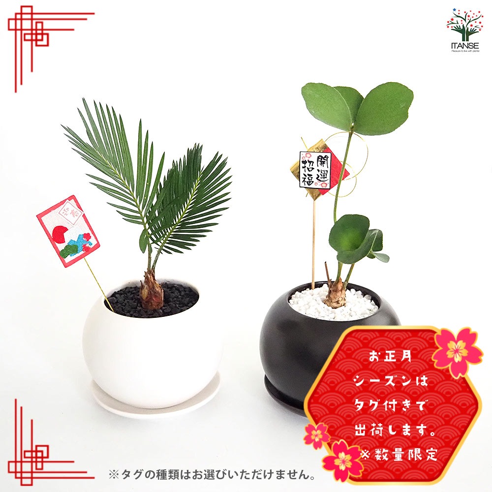 しあわせ観葉見計らい 陶器鉢「輝き」 【観葉植物 】｜ 【植物の