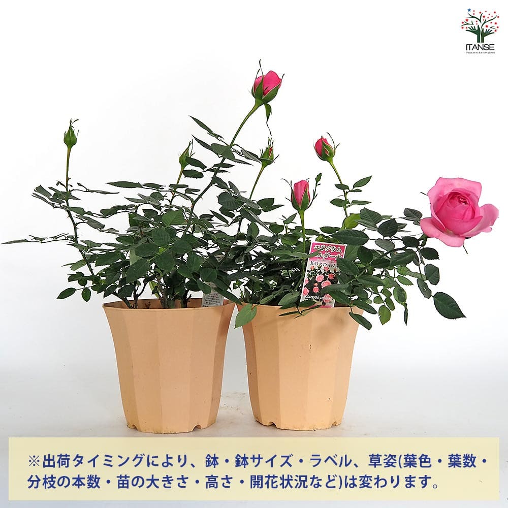 ミニ薔薇 エリジウム コルダナ 【花木苗 5号／1個売り】｜ 【植物の