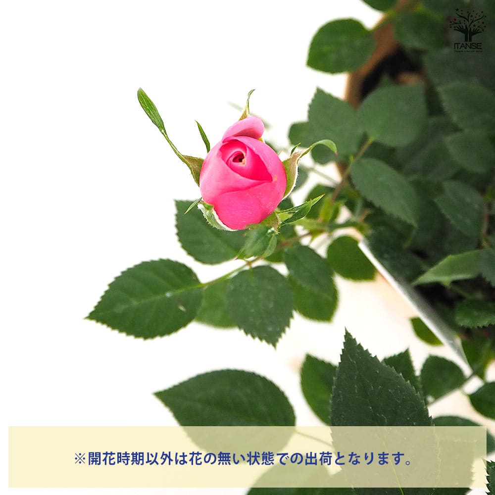 ミニ薔薇 エリジウム コルダナ 【花木苗 5号／1個売り】｜ 【植物の