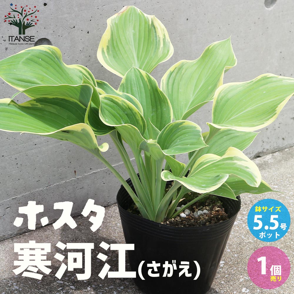 ホスタ 寒河江(ギボウシ サガエ)【5.5号ポット 宿根草／1個売り