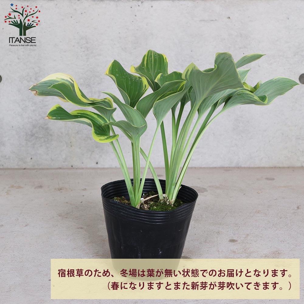 ホスタ 寒河江(ギボウシ サガエ)【5.5号ポット 宿根草／1個売り