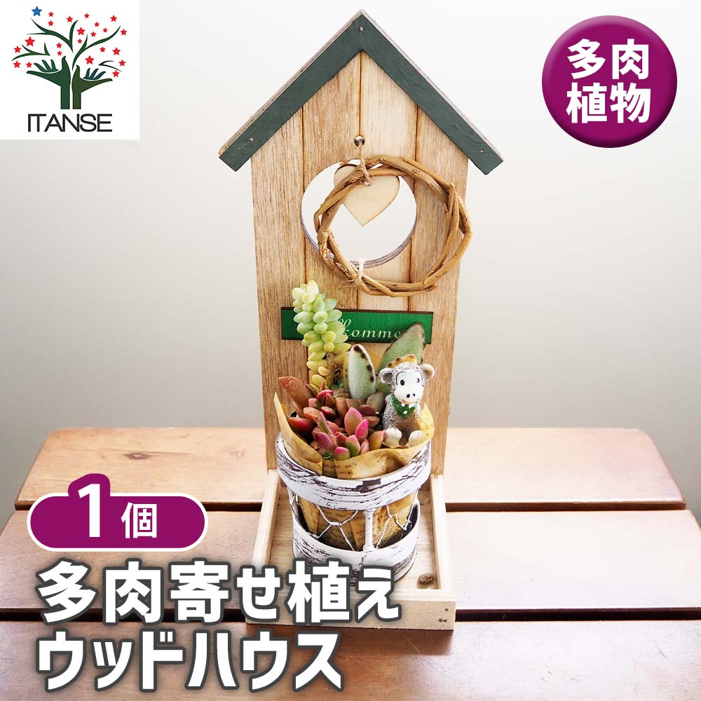 多肉植物をハウスにて販売しています。 多肉植物をハウスにて販売しています。 【公式通販】