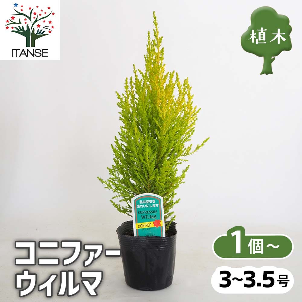 コニファー ウィルマ【庭木 3～3.5号】｜ 【植物のITANSE】全品