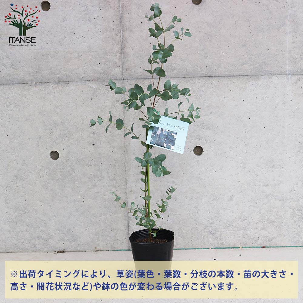 ユーカリの木 ユーカリ・シルバードロップ【庭木 4号／1個売り
