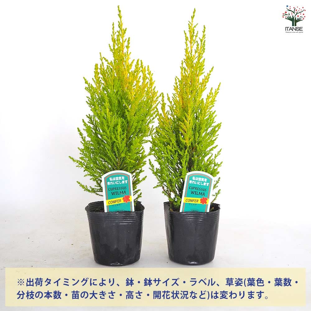 コニファー ウィルマ【庭木 3~3.5号】| 【植物のITANSE】全品 コニファー ウィルマ【庭木 3~3.5号】| 【植物のITANSE】全品