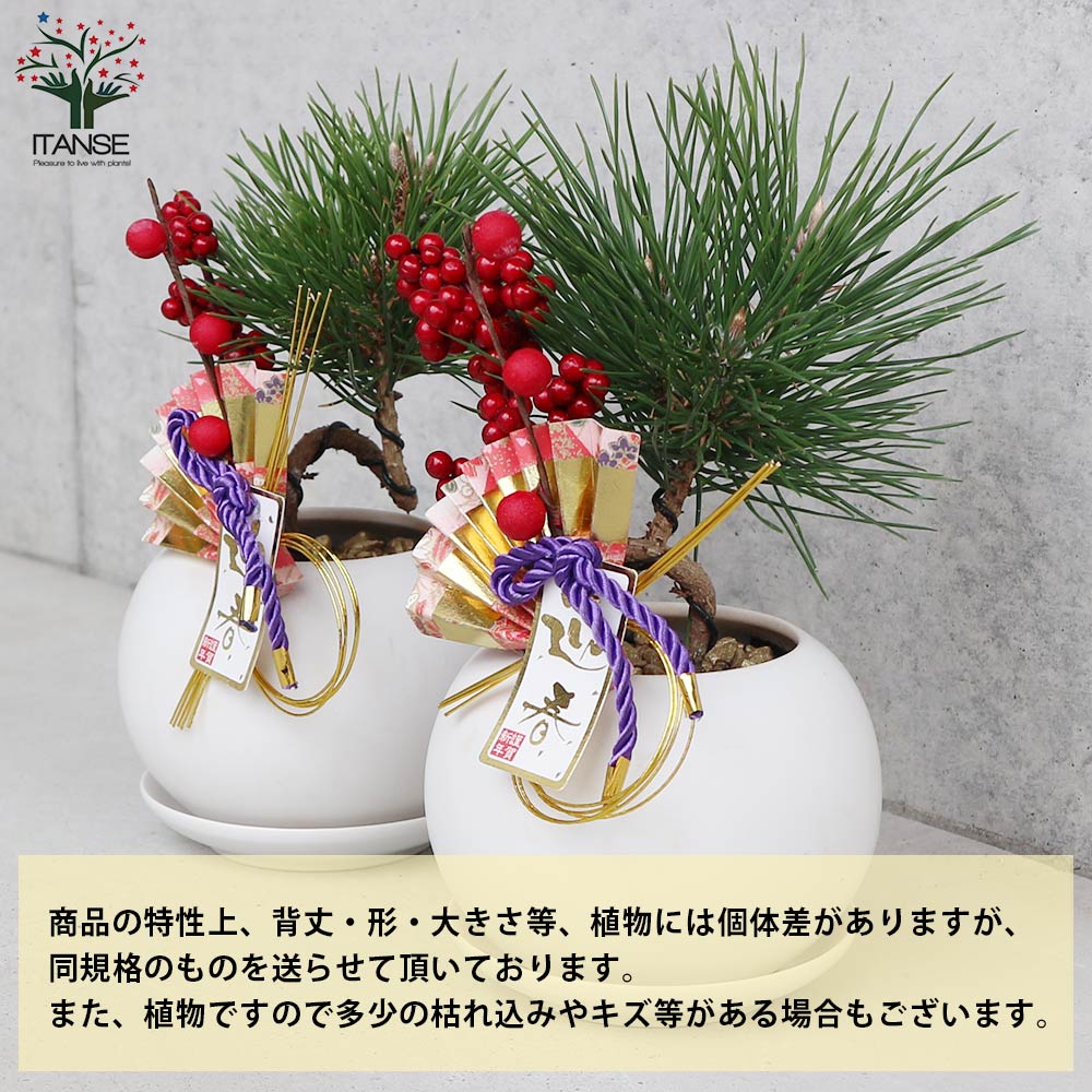 曲がり松・輝き／「迎春」の飾り付き【正月飾り Lサイズ白鉢／1個売り】