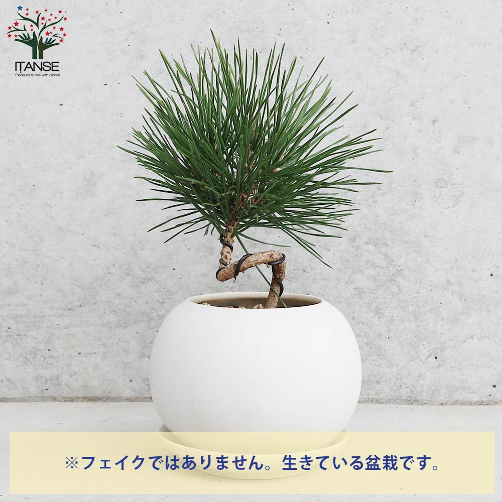 曲がり松・輝き／「迎春」の飾り付き【正月飾り Lサイズ白鉢／1個売り】