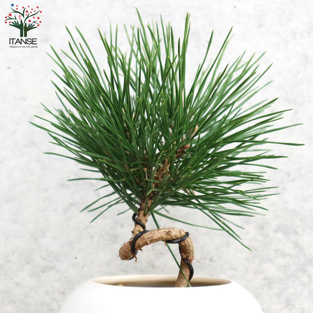 曲がり松・輝き／「迎春」の飾り付き【正月飾り Lサイズ白鉢／1個売り】