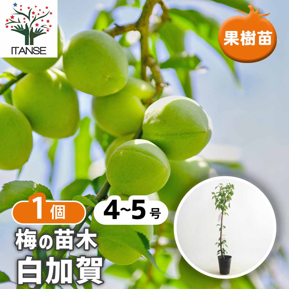 梅の苗木 白加賀 【果樹の苗 4～5号／1個売り】｜ 【植物の