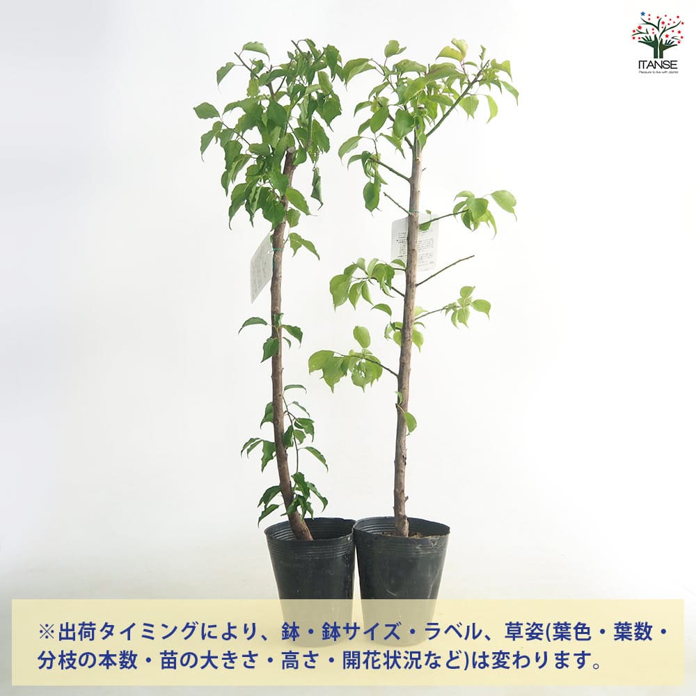 梅の苗木 白加賀 【果樹の苗 4～5号／1個売り】｜ 【植物の
