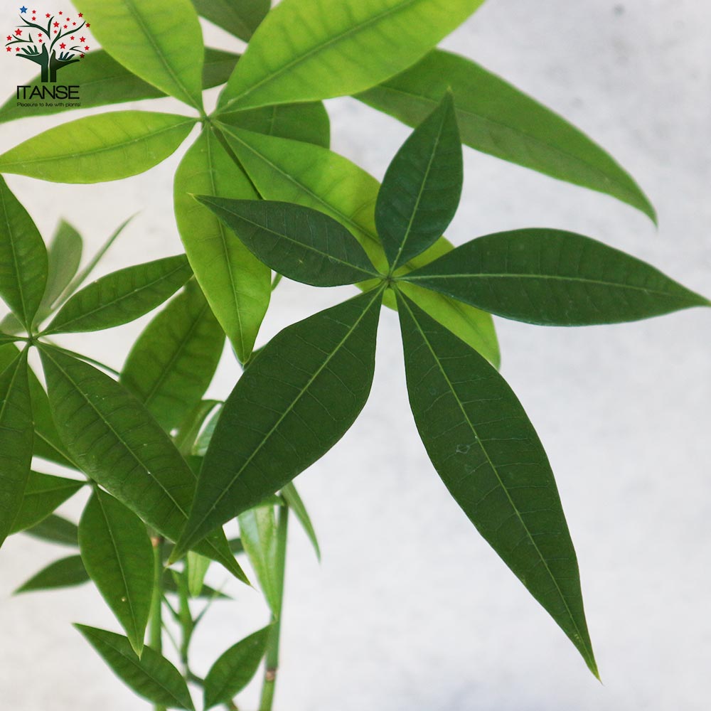 確認用　パキラ 観葉植物 緑色の葉 観葉植物 パキラ 4号 朴 リア 青緑 M 付き | 観葉植物なら