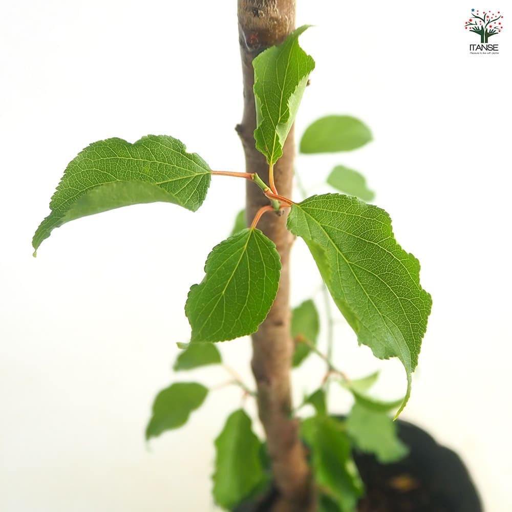 梅の苗木 白加賀 【果樹の苗 4～5号／1個売り】｜ 【植物の