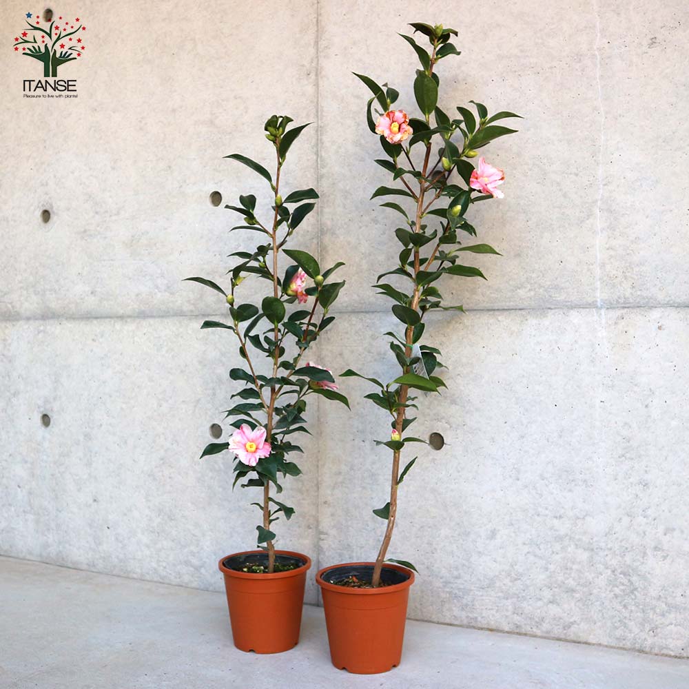 朱椿 盆栽 椿 藪椿 樹高 上下 約45cm つばき Camellia japonica