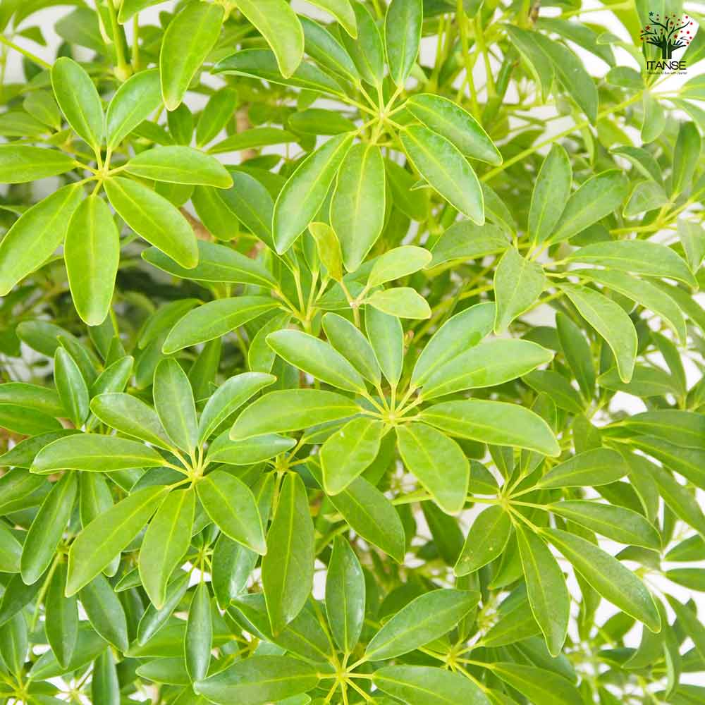 シェフレラ コンパクタ 【 観葉植物 10号 ／1個売り 】｜ 【植物の