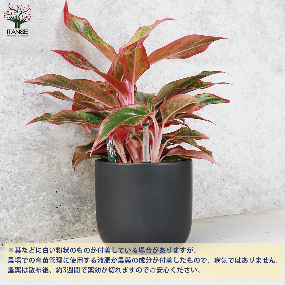 アグラオネマ レッドゴールド 水位計付 水耕栽培二重鉢仕様【観葉植物