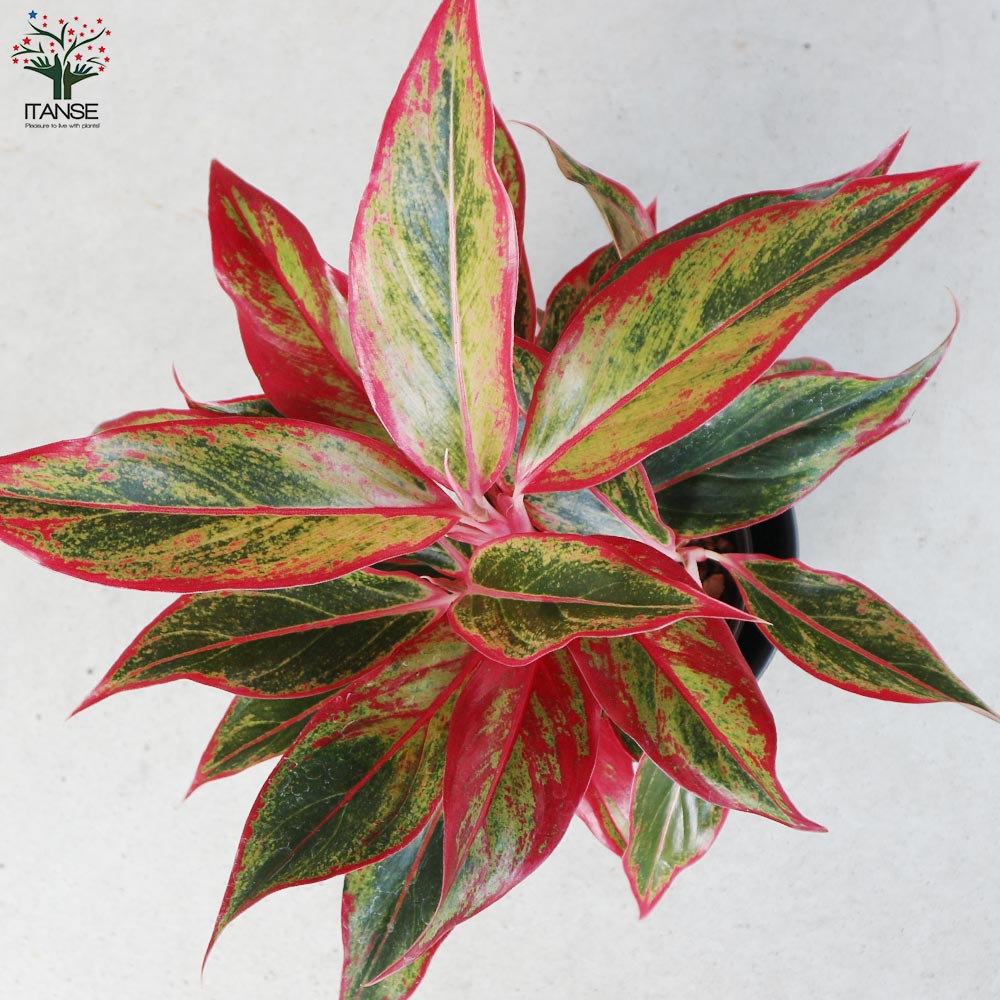 アグラオネマ レッドゴールド 水位計付 水耕栽培二重鉢仕様【観葉植物