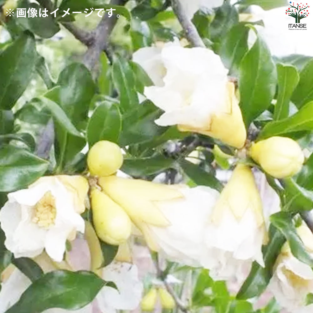 ザクロの苗木 品種：五彩榴(ゴサイザクロ)【果樹の苗 12cmポット