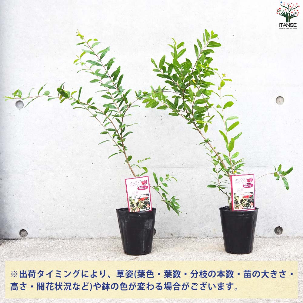 ザクロの苗木 品種：五彩榴(ゴサイザクロ)【果樹の苗 12cmポット 2年生