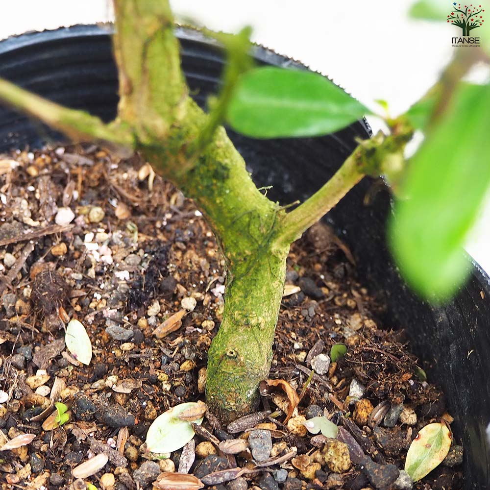 ザクロの苗木 品種：五彩榴(ゴサイザクロ)【果樹の苗 12cmポット 2年生